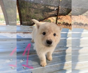 Gerberian Shepsky Puppy for sale in HAYDEN, AL, USA