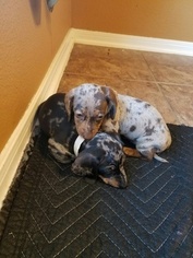 Dachshund Puppy for sale in BAYTOWN, TX, USA