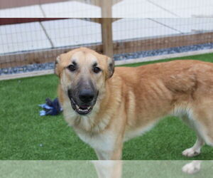 Mutt Dogs for adoption in Chestertown, MD, USA