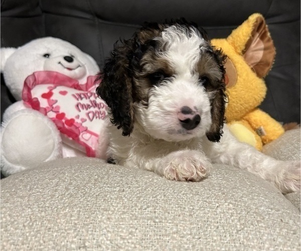 Medium Photo #7 Bernedoodle Puppy For Sale in ELK GROVE, CA, USA