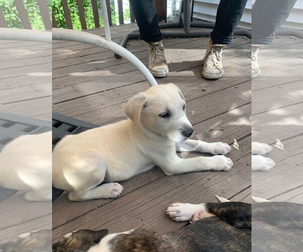 Medium Photo #2 Mutt Puppy For Sale in Wheaton, IL, USA