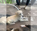 Small #1 Mutt