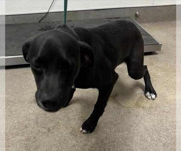 Medium Photo #1 Mutt Puppy For Sale in HESPERIA, CA, USA