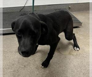Mutt Dogs for adoption in HESPERIA, CA, USA