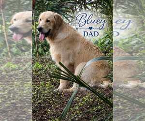 Father of the Golden Retriever puppies born on 02/20/2026