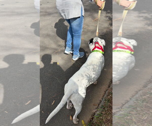 Medium Photo #5 American Bulldog-Labrador Retriever Mix Puppy For Sale in Atlanta, GA, USA