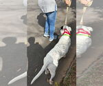 Small #4 American Bulldog-Labrador Retriever Mix