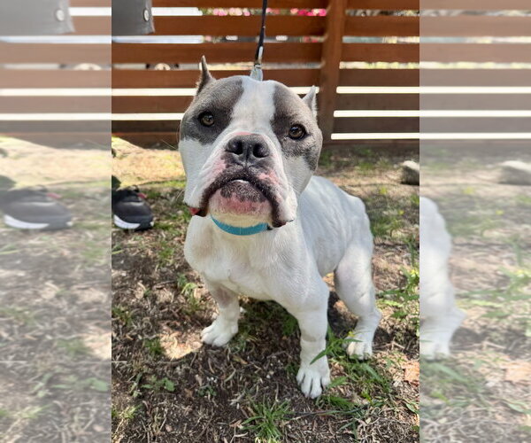 Medium Photo #2 Mutt Puppy For Sale in Marina Del Rey, CA, USA
