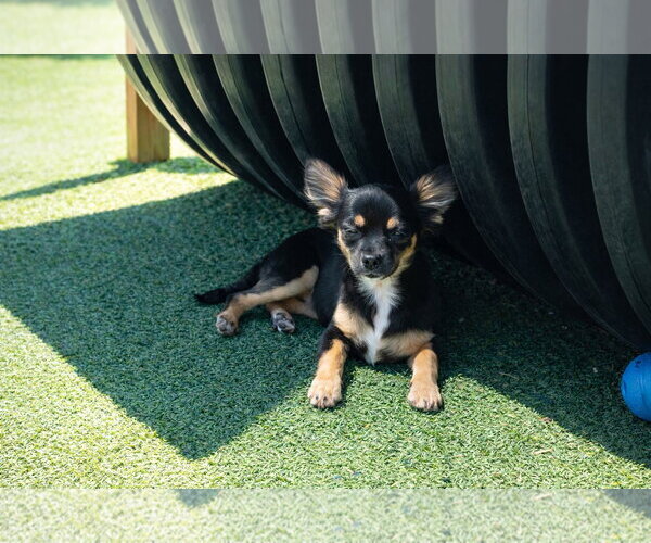 Medium Photo #1 Chihuahua-Unknown Mix Puppy For Sale in La Verne, CA, USA