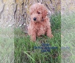 Puppy Chester Goldendoodle (Miniature)
