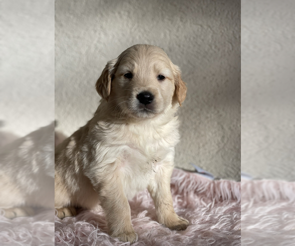 Medium Photo #4 Golden Retriever Puppy For Sale in CHURCHVILLE, VA, USA