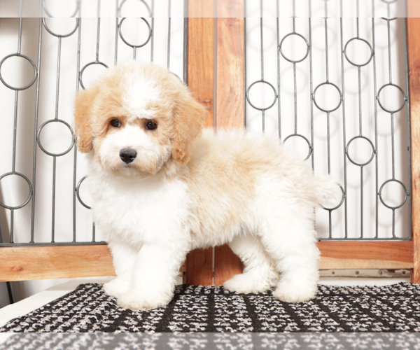 Medium Photo #3 Poochon Puppy For Sale in NAPLES, FL, USA