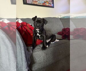 Bullboxer Pit Dogs for adoption in Evansville, IN, USA