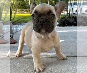 French Bulldog Puppy for sale in WEST PALM BEACH, FL, USA