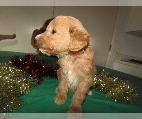 Medium Photo #2 Goldendoodle Puppy For Sale in SOUTH BEND, IN, USA