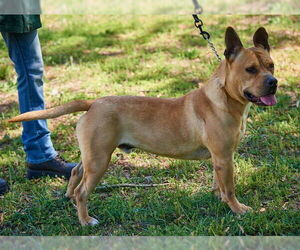 Bullmastiff-Shiba Inu Mix Dogs for adoption in Mt. Laurel, NJ, USA