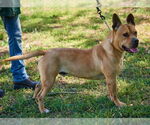 Small Bullmastiff-Shiba Inu Mix