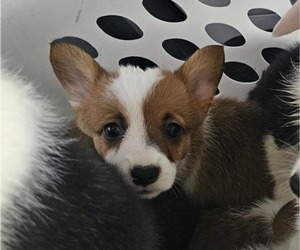 Pembroke Welsh Corgi Puppy for sale in BAYTOWN, TX, USA