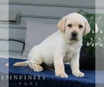 Small #3 Labrador Retriever