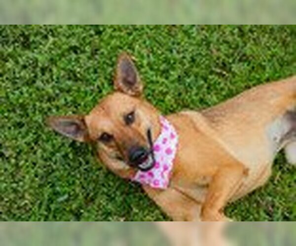 Medium Photo #2 German Shepherd Dog Puppy For Sale in Waco, TX, USA