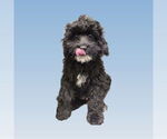 Small Cavalier King Charles Spaniel Mix