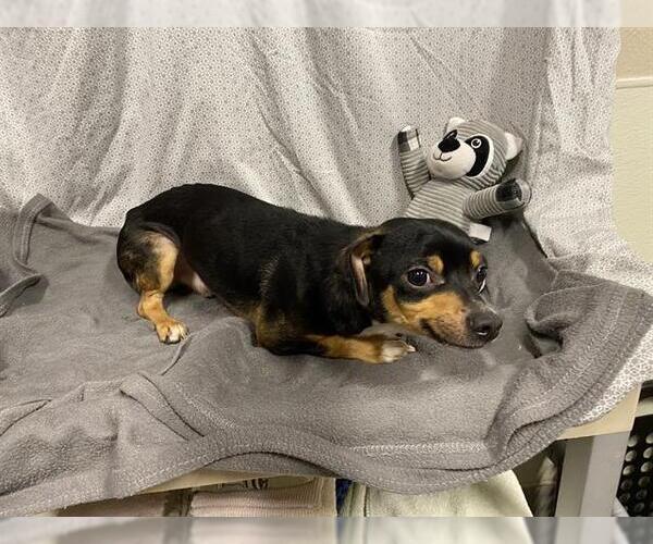 Medium Photo #1 Chihuahua Puppy For Sale in Modesto, CA, USA