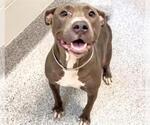 Small #1 American Pit Bull Terrier