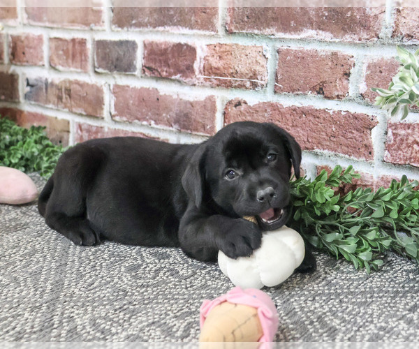 Medium Photo #4 Labrador Retriever Puppy For Sale in SYRACUSE, IN, USA