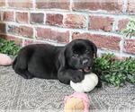 Opal - Female Labrador Retriever Puppy for Sale - Photo #4