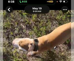 American Staffordshire Terrier Dogs for adoption in Fort Lauderdale, FL, USA