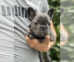Small #3 French Bulldog