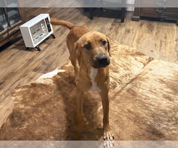 Medium Photo #2 Labrador Retriever-Unknown Mix Puppy For Sale in The Woodlands, TX, USA