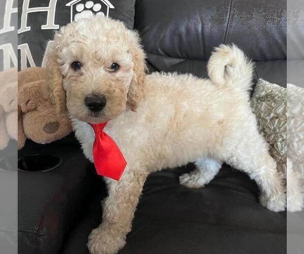 Medium Photo #7 Sheepadoodle Puppy For Sale in FONTANA, CA, USA