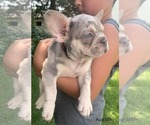 Puppy Isabella French Bulldog