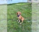 Small #12 Mutt