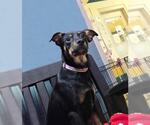 Small #1 Australian Shepherd Mix