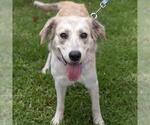 Crema - Female Great Pyrenees-Unknown Mix Dog for Adoption - Small photo