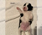 Small Photo #8 Shih Tzu Puppy For Sale in LONGWOOD, FL, USA