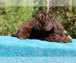 Small #29 ShihPoo