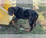 Image preview for Ad Listing. Nickname: Fuzzy