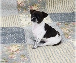  - Photo #4