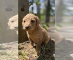 Puppy 5 Goldendoodle
