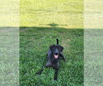 Small #4 Labrador Retriever Mix
