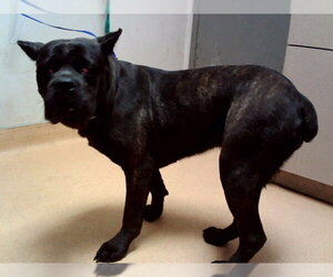 Mutt Dogs for adoption in Martinez, CA, USA