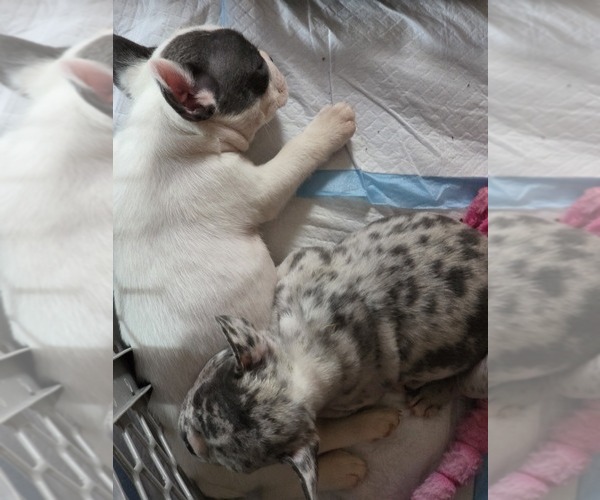 Medium Photo #48 French Bulldog Puppy For Sale in ASHLAND, OH, USA