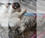 Small #5 French Bulldog