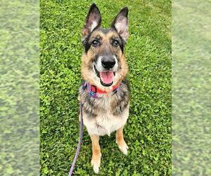 German Shepherd Dog Dogs for adoption in Sacramento, CA, USA