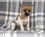 Small Photo #5 Jack Russell Terrier Puppy For Sale in LAKELAND, FL, USA