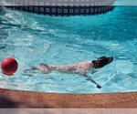 Small Photo #4 German Shorthaired Pointer Puppy For Sale in Menlo Park, CA, USA