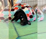 Small Photo #4 Labrador Retriever-Unknown Mix Puppy For Sale in Katy, TX, USA